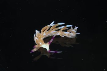 Media type: image;   Malacology 393738 Description: live specimen;